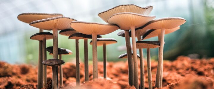 mushroom supplements